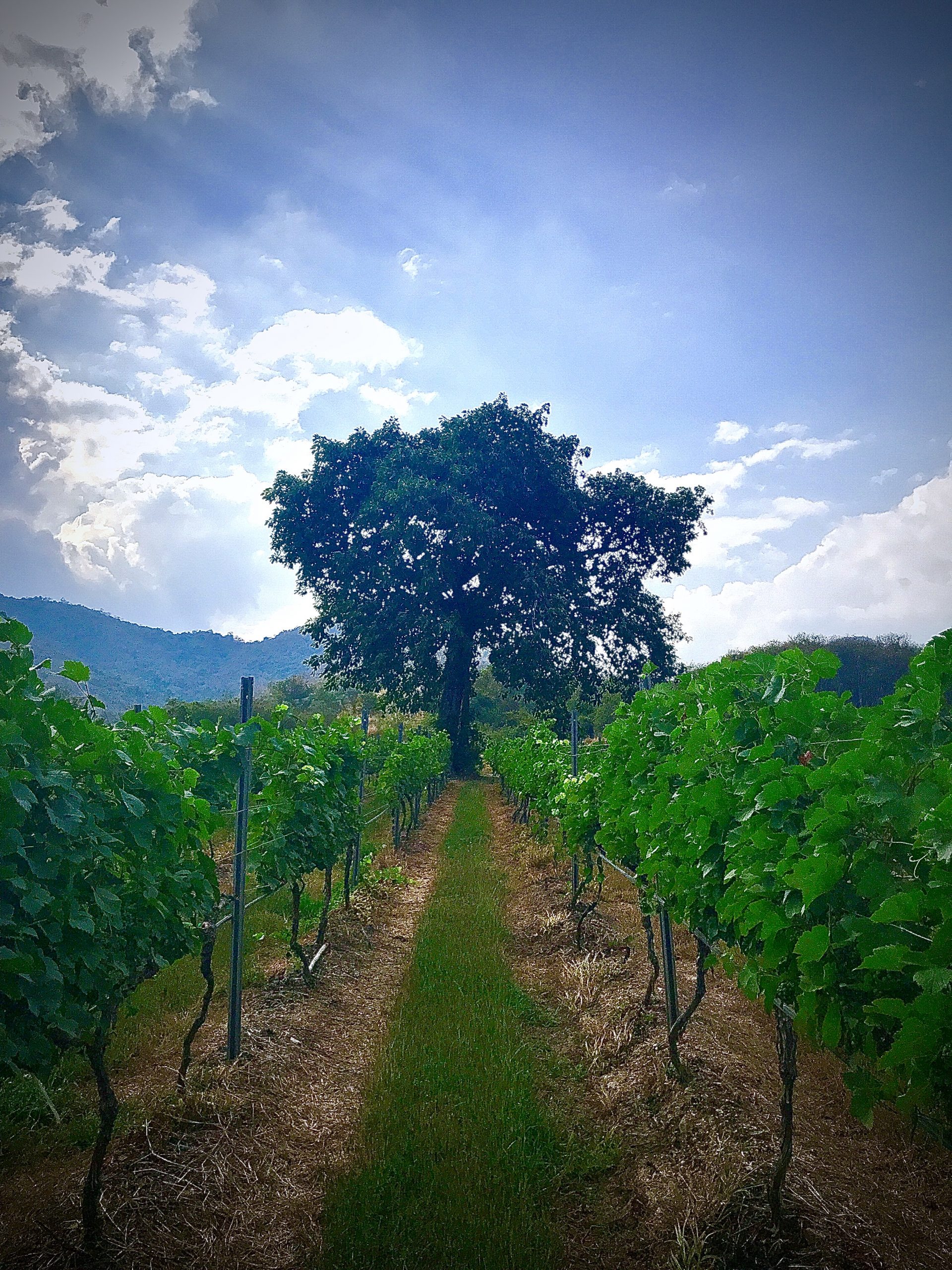 Monsoon Valley Vineyard Sacred Fig Tree