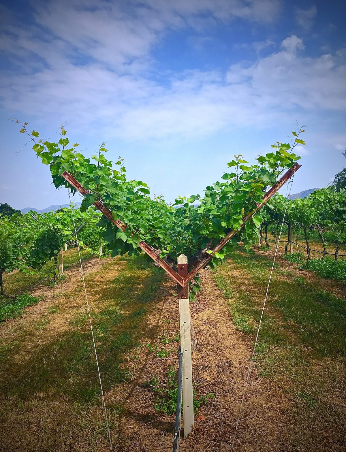 Thai Food Made Easy FROM GRAPES TO GLASS