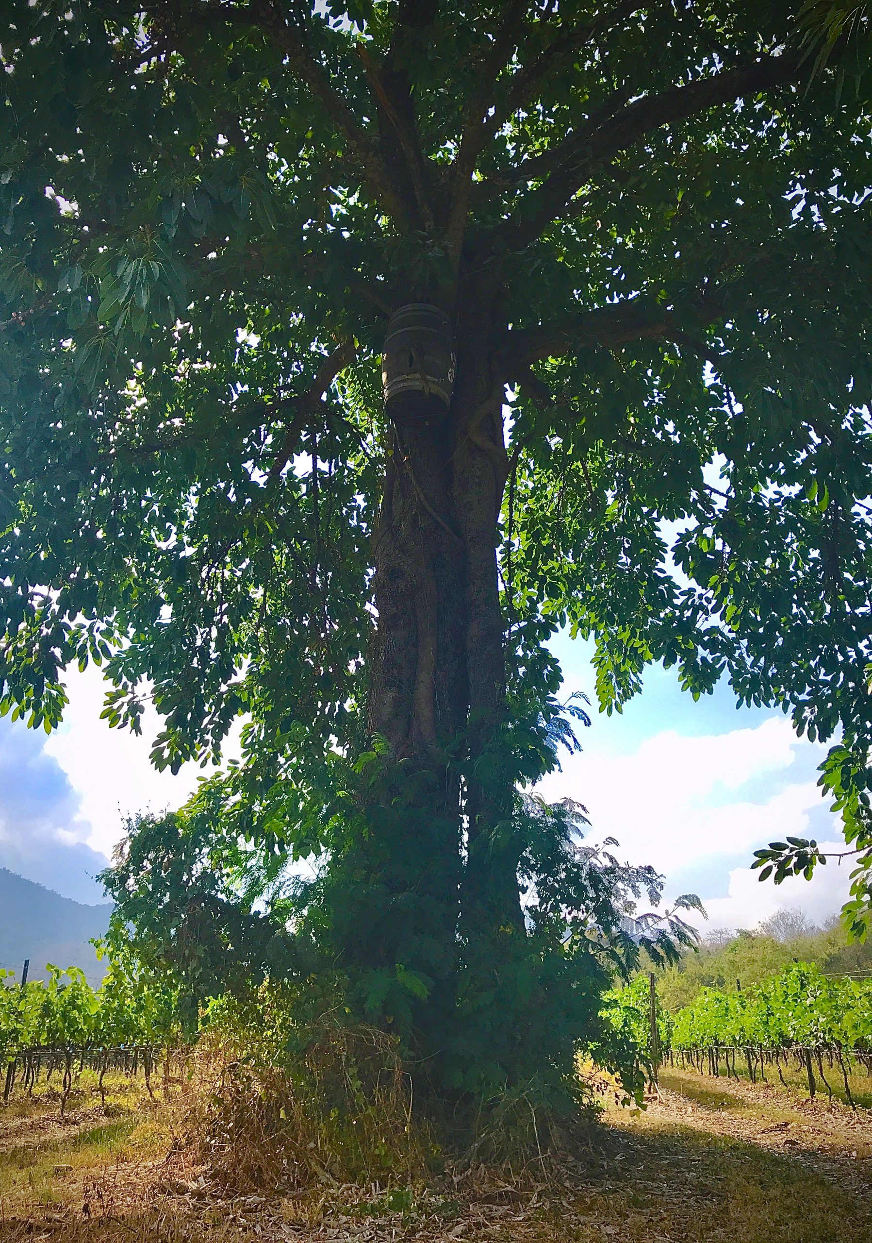 Sacred Fig Tree